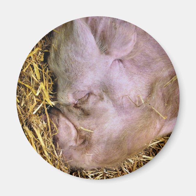 SCHWEINE MAGNET (Vorne)