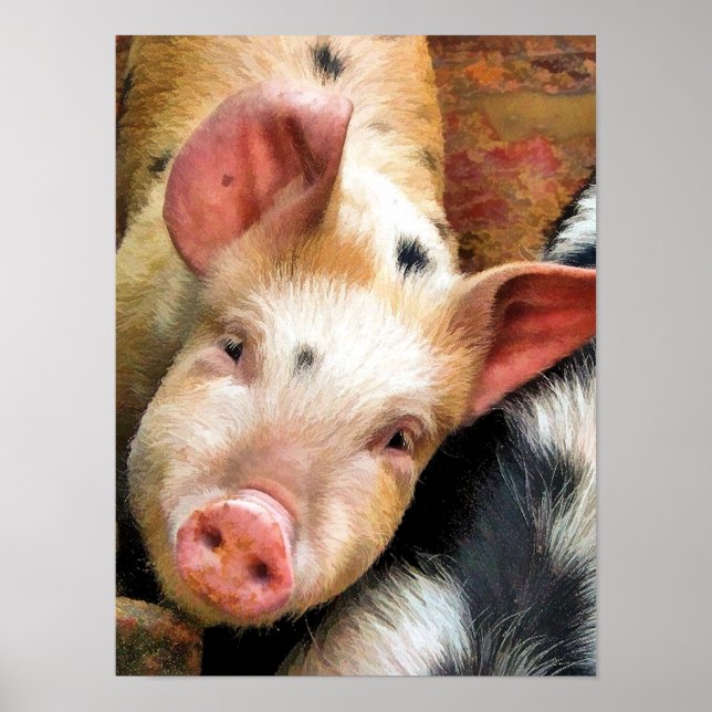 SCHWEINE POSTER (Vorne)