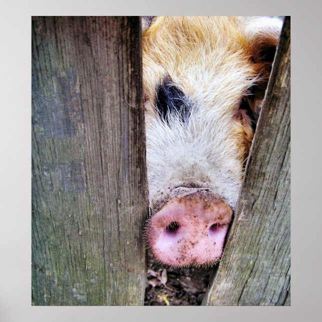 SCHWEINE POSTER (Vorne)