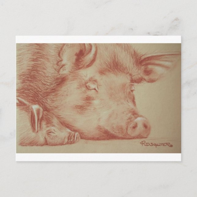 Schweine Postkarte (Vorderseite)