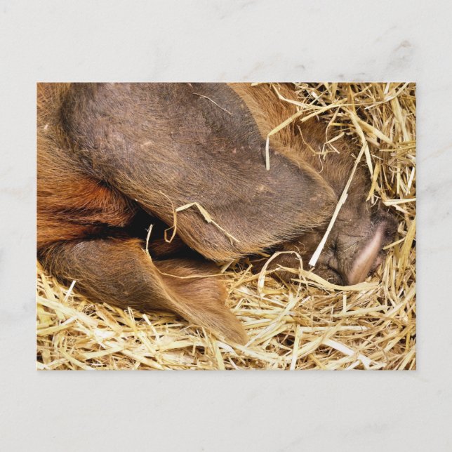 SCHWEINE POSTKARTE (Vorderseite)