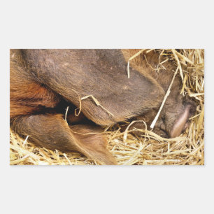 SCHWEINE RECHTECKIGER AUFKLEBER