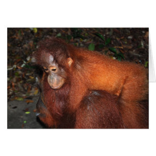Schweine Rückfahrt von der Mutter von Orangutan in