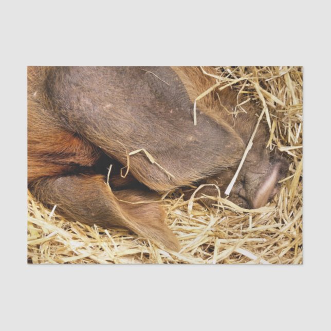 SCHWEINE SEIDENPAPIER (Vorderseite)