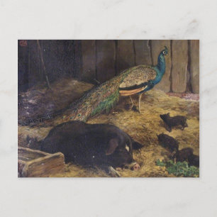 Schweine und Pfau von Charles Burton Barber 1878 Postkarte