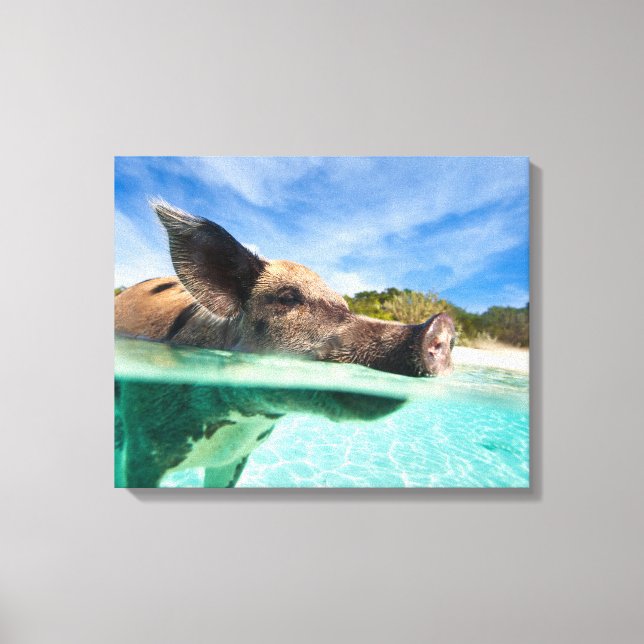 Schweine von Exuma Leinwanddruck (Vorderseite)