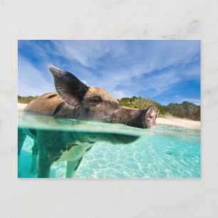 Schweine von Exuma Postkarte