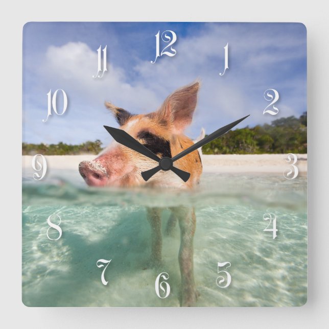 Schweine von Exuma Quadratische Wanduhr (Vorderseite)
