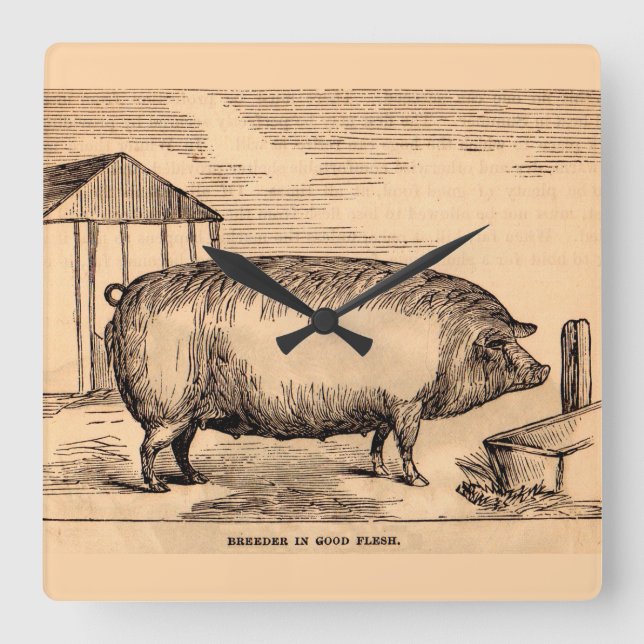 Schweinebruck aus dem 19. Jahrhundert "Züchter in  Quadratische Wanduhr (Vorderseite)