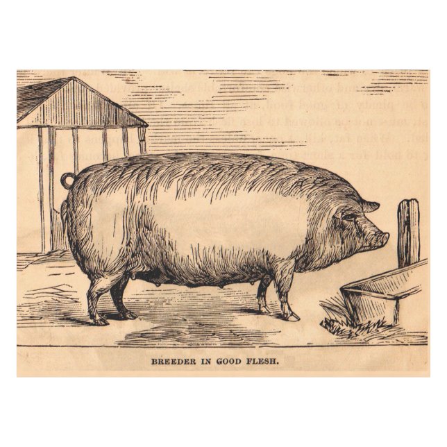 Schweinebruck aus dem 19. Jahrhundert "Züchter in  Tischdecke (Vorderseite (Horizontal))