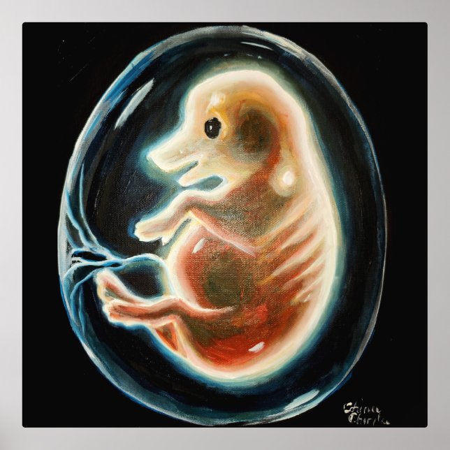 Schweineembryo Foliendrucke (Vorderseite)