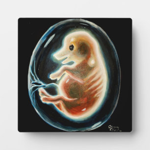 Schweineembryo Fotoplatte