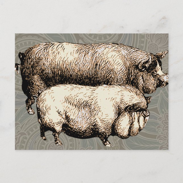 Schweinefarm Land Antike Illustration Kunst, Dicht Postkarte (Vorderseite)