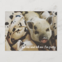 Schweinefleisch in einer Blanka