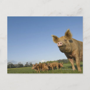 Schweinefleisch Postkarte