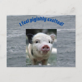 Schweinekarte Postkarte