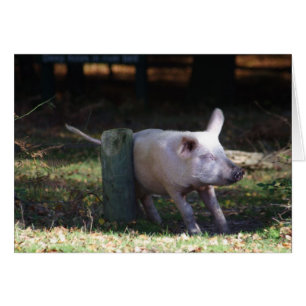 Schweinekratzkarte