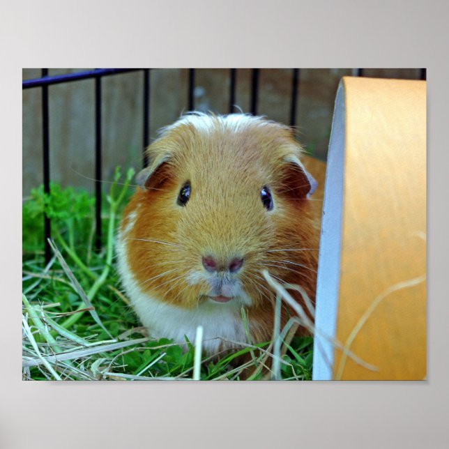 Schweineplakat für Outdoor-Guinea Poster (Vorne)