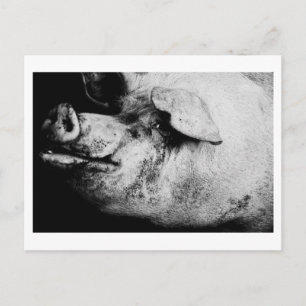 Schweineporträt Postkarte