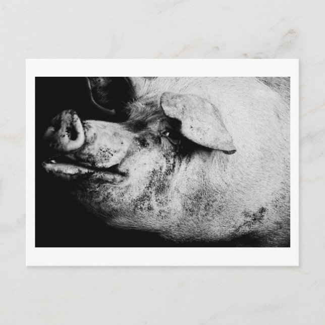 Schweineporträt Postkarte (Vorderseite)