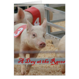 Schweinerennen, Schweinegennen-Foto, rosa Schwein