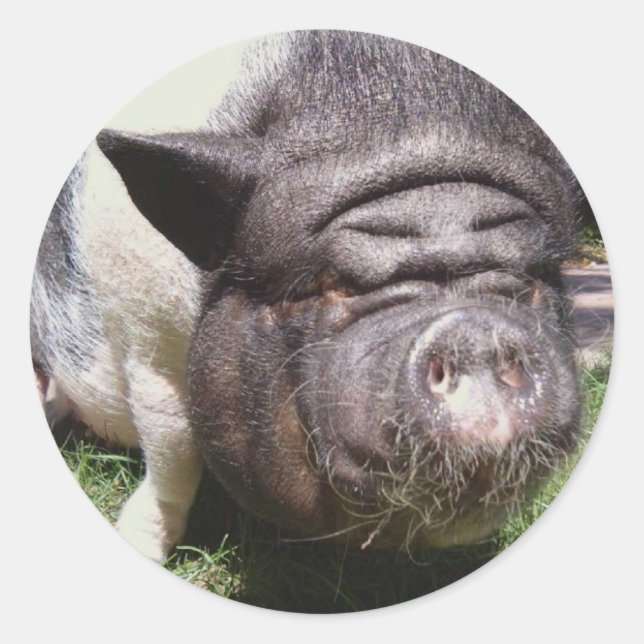 Schweineschrift Runder Aufkleber (Vorderseite)