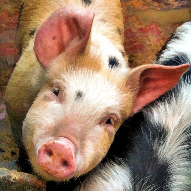 SCHWEINKARTE (Von Creator hochgeladen)