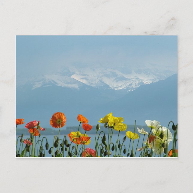 Schweiz-16800 Postkarte (Vorderseite)