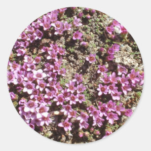 Schweizer alpiner lila Saxifrage Blumenaufkleber Runder Aufkleber
