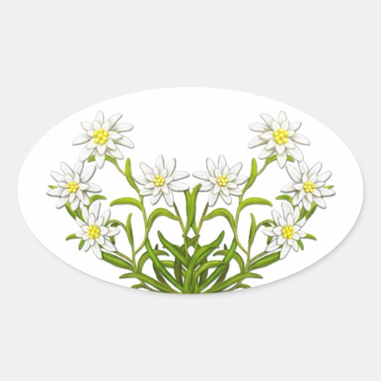 Blumen Aufkleber Schweiz schweizer edelweiss blumen aufkleber ovaler aufkleber Blumen Aufkleber Schweiz schweizer edelweiss blumen aufkleber ovaler aufkleber