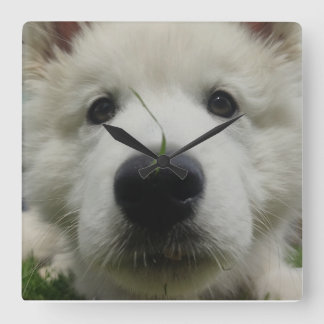 Schweizerischer Schäferhundehengstall - Hund mit v Quadratische Wanduhr