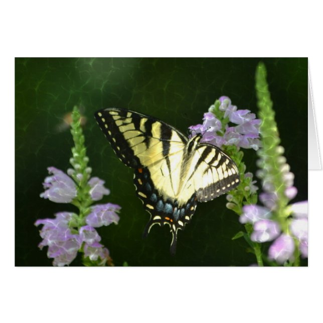 Schwelender Schmetterling (Vorderseite (Horizontal))