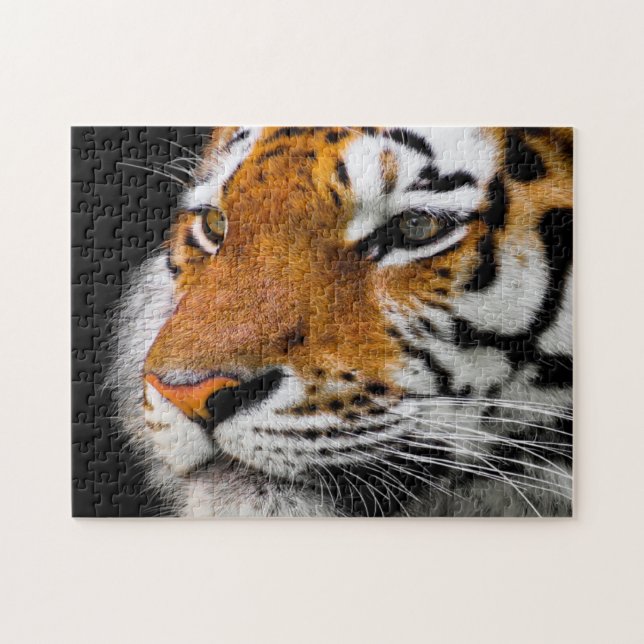 Schweres Tigergesicht (Horizontal)