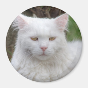 Schweres Weiße Katze Magnet