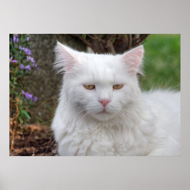 Schweres Weiße Katze Poster (Vorne)