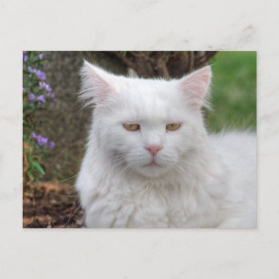 Schweres Weiße Katze Postkarte