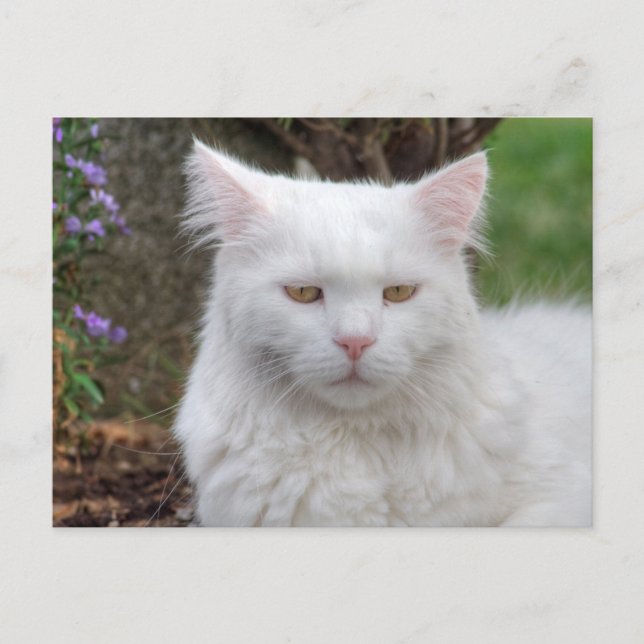 Schweres Weiße Katze Postkarte (Vorderseite)