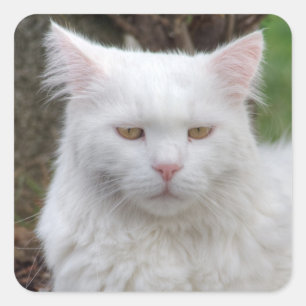 Schweres Weiße Katze Quadratischer Aufkleber