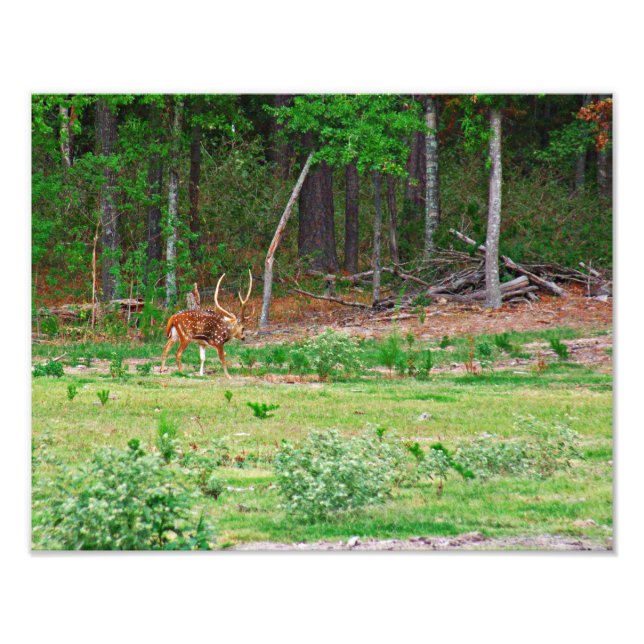 Schwerpunkt Hirsch Foto (Vorne)