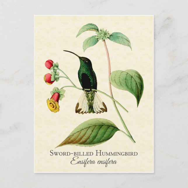 Schwert Billing Hummingbird Vintag Art Postkarte (Vorderseite)