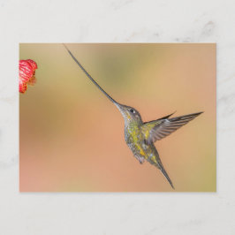 Schwertbilliger Hummingvogel im Flug Postkarte