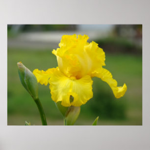 Schwertlilien Gelbe Schwertlilien-Blumen Kunst Dru Poster