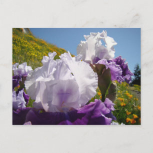 Schwertlilien-Postkarten Benutzerdefinierte violet Postkarte
