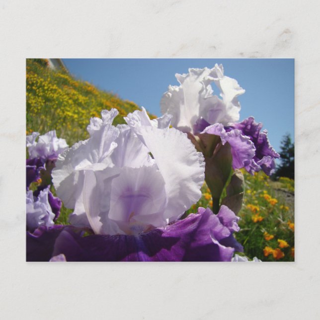Schwertlilien-Postkarten Benutzerdefinierte violet Postkarte (Vorderseite)