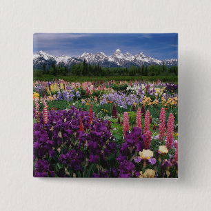 Schwertlilien- und Lupinengarten und Teton Range, Button