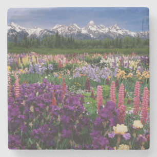 Schwertlilien- und Lupinengarten und Teton Range, Steinuntersetzer