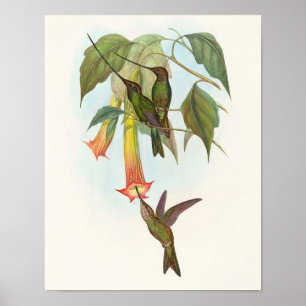 Schwertschnabelkolibri von John Gould Druck Poster