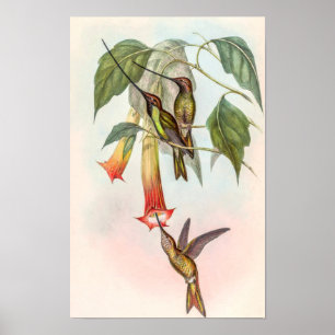 Schwertschnabelkolibri von John Gould Poster