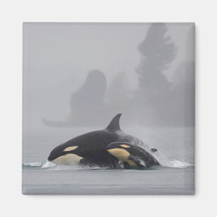 Schwertwal-Familie Magnet