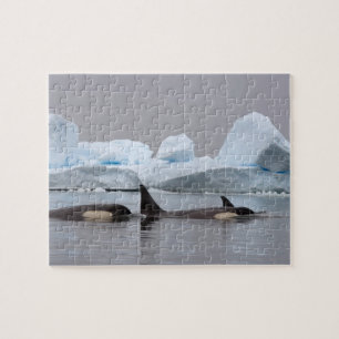 Schwertwale (Orcas), Orcinus orca, Gruppe